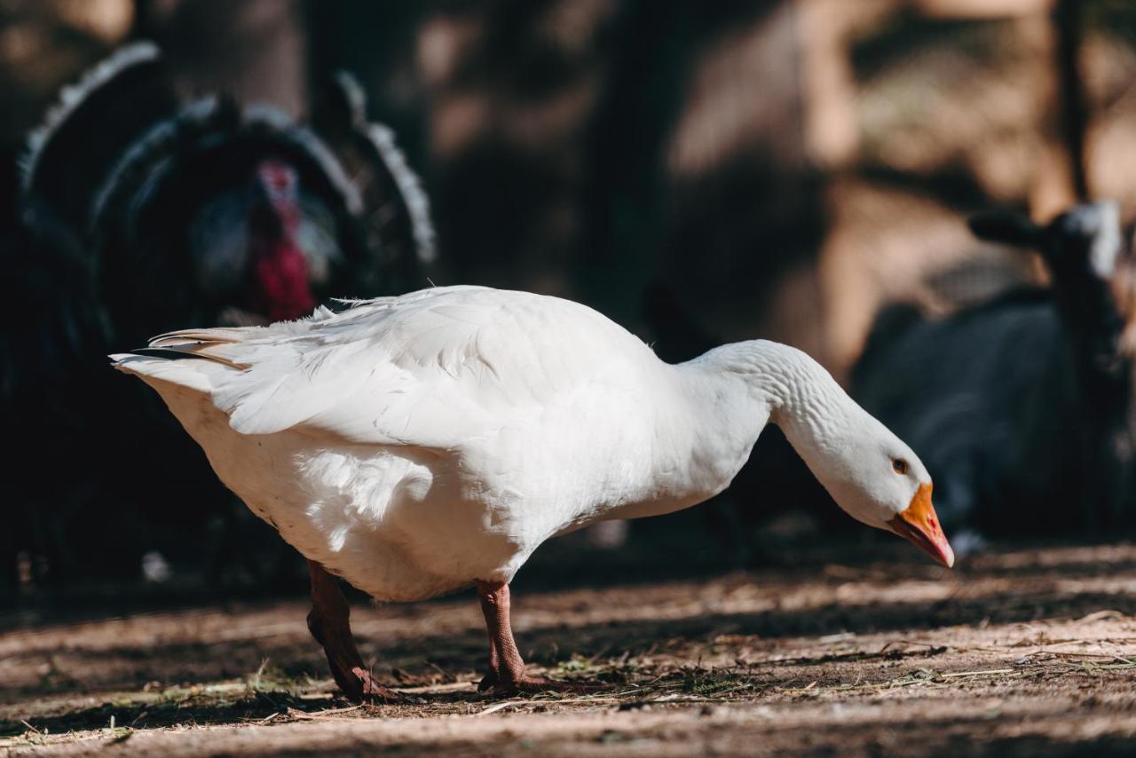 Hotel Kostelski Buk Bihać エクステリア 写真
